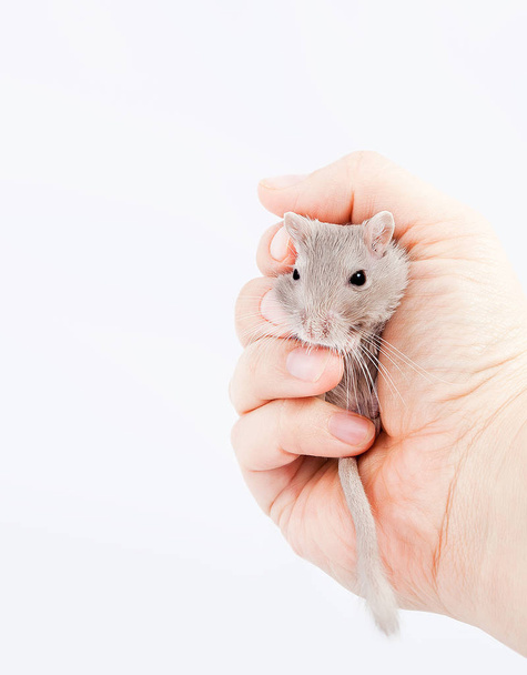 gerbil mouse in human hand (Meriones unguiculatus) - Photo, Image