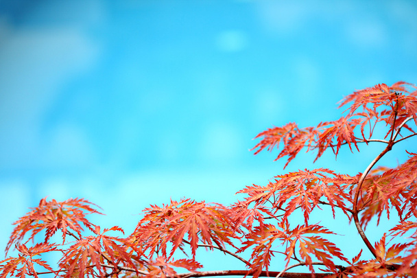 Acer japonicum y la piscina
 - Foto, imagen