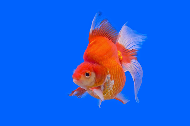 beautiful goldfish in the aquarium   - Photo, Image