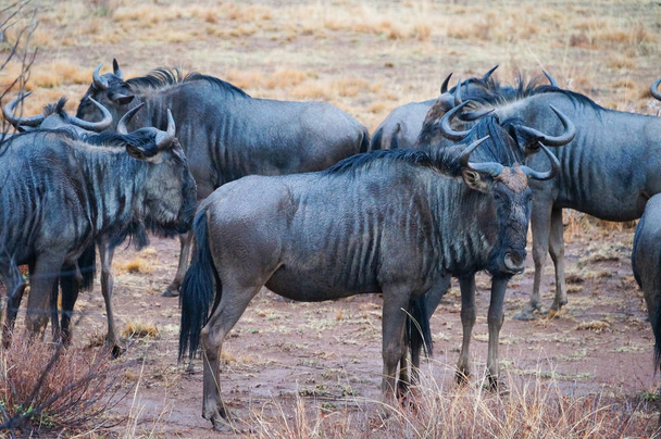 Wildebeests in nature, Pilanesberg National Park, South Africa
 - Фото, изображение