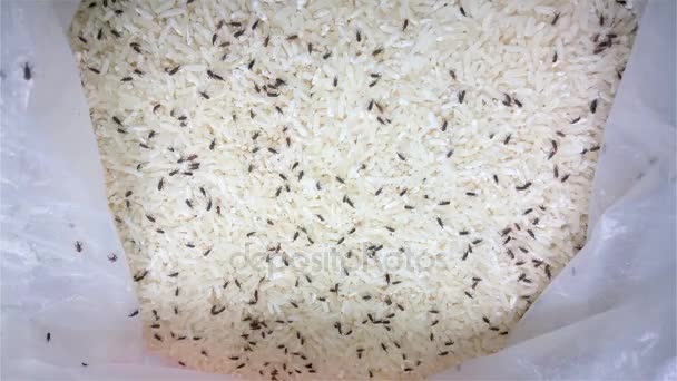 arroz com lotes de gorgulho vivo 4K
 - Filmagem, Vídeo