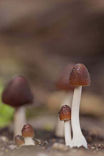 коричневые грибы на природе
 - Фото, изображение