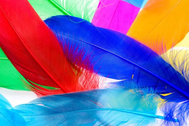 Bright feathers background - Zdjęcie, obraz