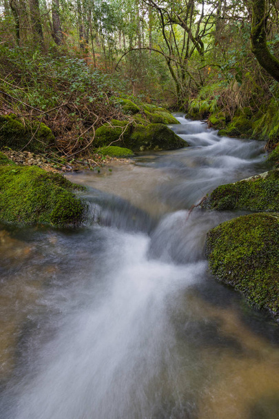 metsässä virtaava joki
 - Valokuva, kuva