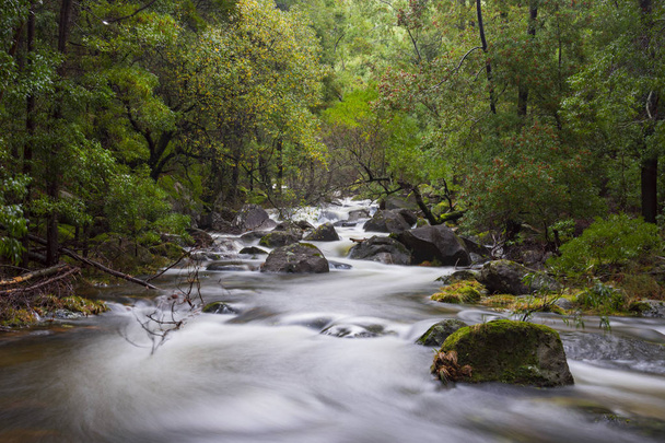 metsässä virtaava joki
 - Valokuva, kuva