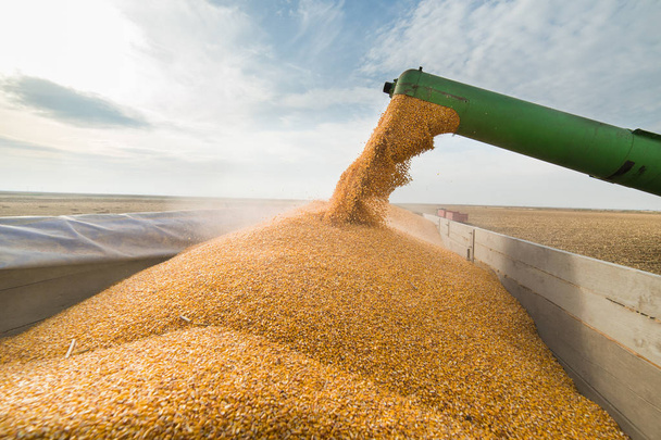 Wlewanie ziarna kukurydzy do przyczepy ciągnika - Zdjęcie, obraz