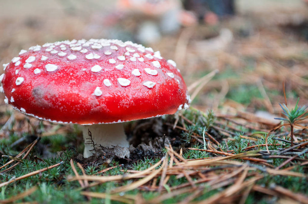 Мухомор гриб ліс
 - Фото, зображення