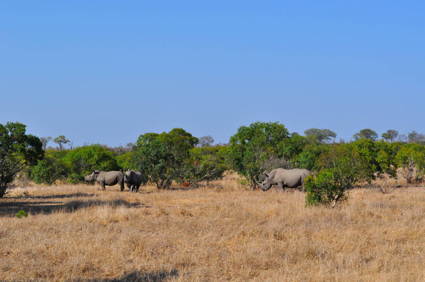 Safari en Sudáfrica: rinocerontes negros en un pastizal en el Parque Nacional Kruger
 - Foto, Imagen