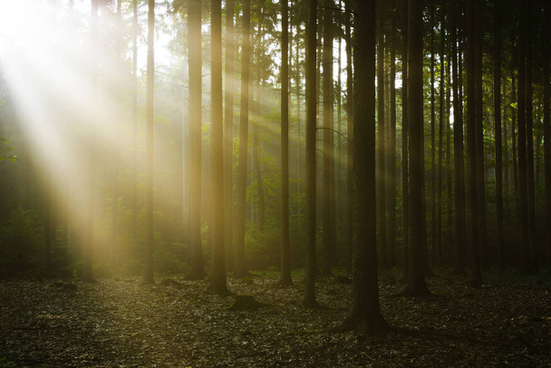 Forêt profonde avec rayons du soleil
 - Photo, image