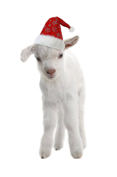 red cap of Santa on a goat kid - Foto, Imagem