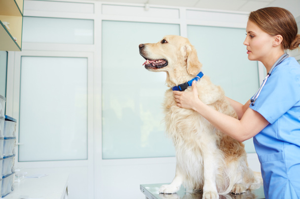 Vétérinaire en uniforme travaillant avec chien
  - Photo, image