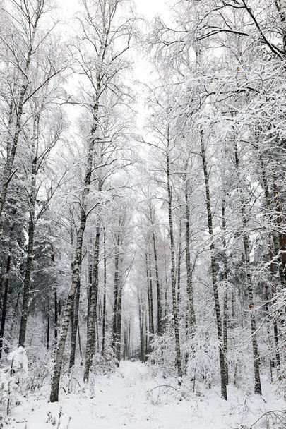 Белый зимний пейзаж в лесу.  - Фото, изображение