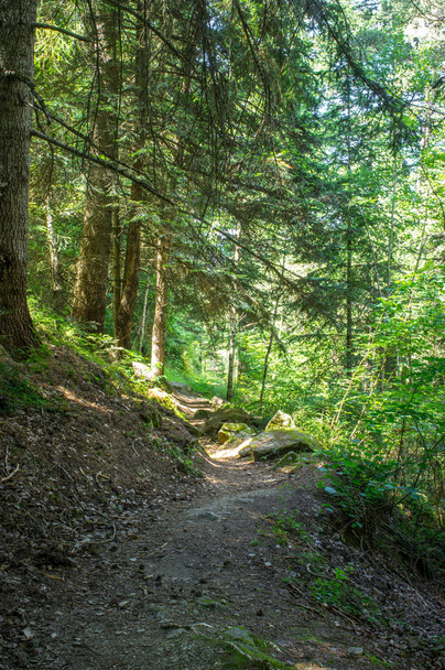 malerischer Fußweg durch den Wald  - Foto, Bild