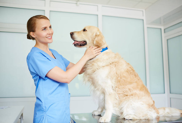 Tierarzt untersucht ihre flauschige Patientin - Foto, Bild