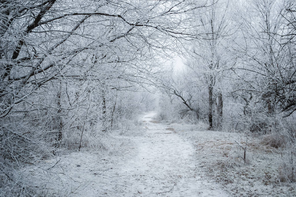 Árboles de invierno en nieve
 - Foto, Imagen