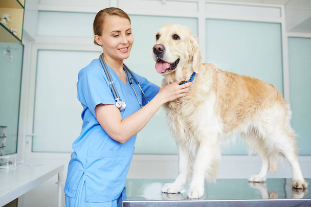 Счастливый врач работает в ветеринарной клинике
 - Фото, изображение