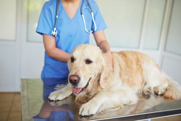獣医の診療所で病気の犬  - 写真・画像