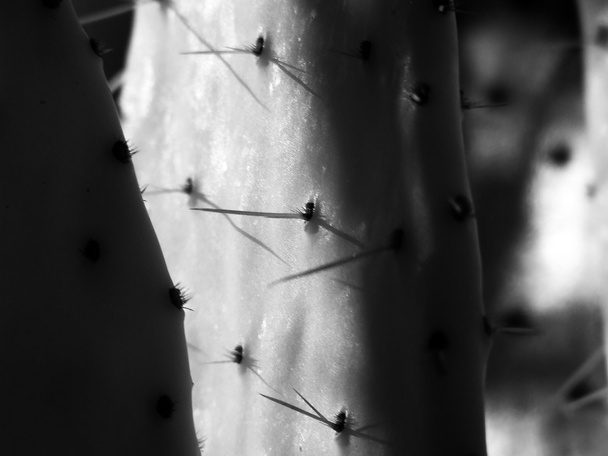 Spines 2 - Photo, Image