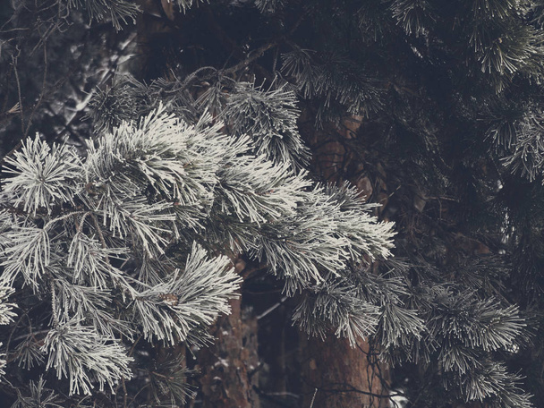 Snowy fir trees in the forest - Zdjęcie, obraz