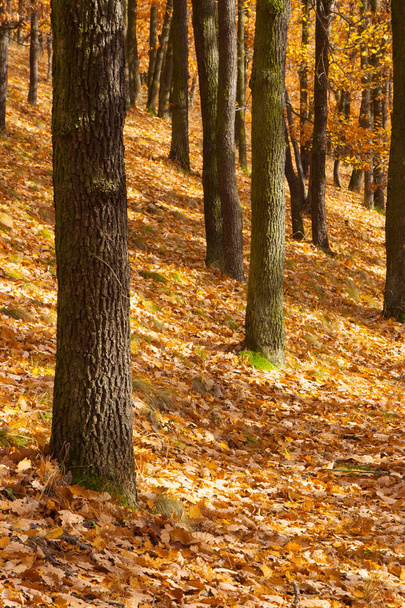 Autumn scenery in forest,Prague - Photo, image