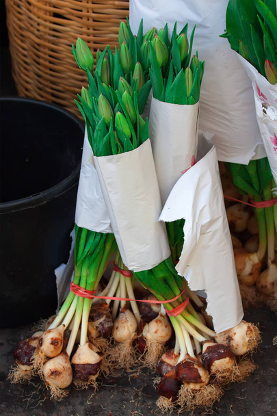 луковицы тюльпана на рынке
 - Фото, изображение
