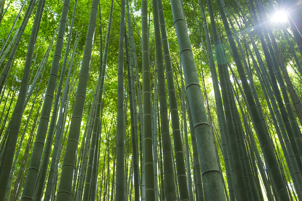 Bosque de bambú verde - Foto, imagen
