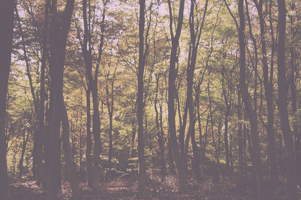Woodland scene with yellow and brown autumn leaves Vintage Retro - 写真・画像
