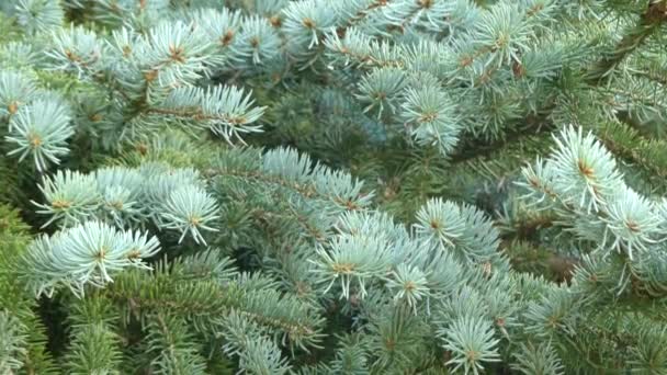 Blauwe spar, groene spar, witte sparren, Colorado vuren of Colorado blauwe spar, met wetenschappelijke naam Picea pungens. Blauwe spar heeft blauw gekleurde naalden en is een conifeerachtige boom. - Video