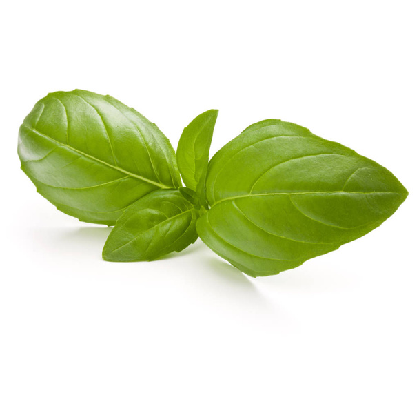 Sweet basil herb leaves - Фото, изображение