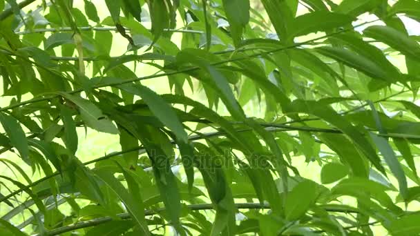 Salix babylonica (Babylon wilg of Treurwilg) is soort wilg inheems in droge gebieden van Noord-China, maar gekweekt voor duizenden jaren elders in Azië. - Video
