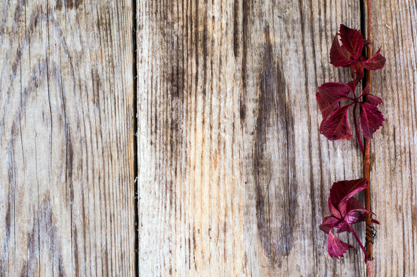 Parthenocissus su sfondo di legno Rustik
 - Foto, immagini
