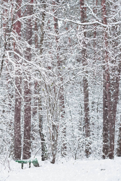 image of a winter forest - Fotoğraf, Görsel
