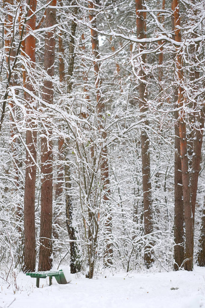 image of a winter forest - Φωτογραφία, εικόνα