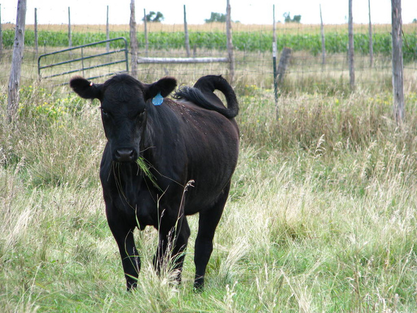Czarna krowa wypas - Zdjęcie, obraz