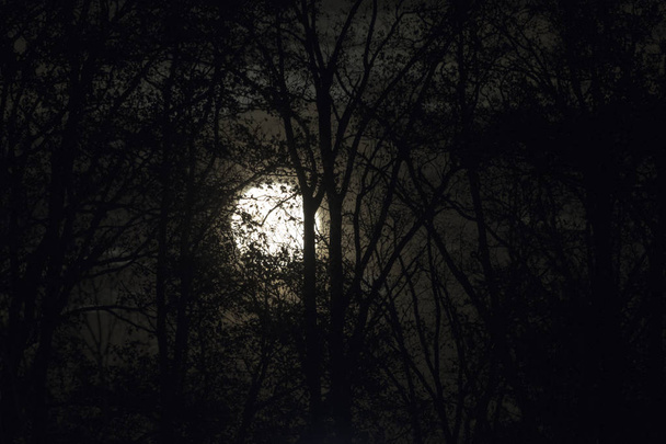 Telihold mögött meztelen fa ágak és gallyak éjszaka - Fotó, kép