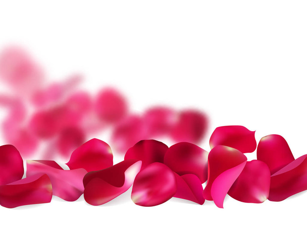 Pétalos de rosa roja, rosa, aislados sobre fondo blanco, ilustración vectorial
 - Vector, imagen