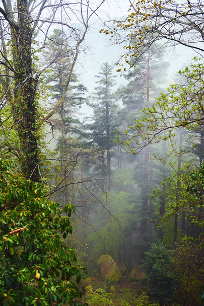 Las, mgły i mech na kamienie podniesionymi widokiem - Zdjęcie, obraz