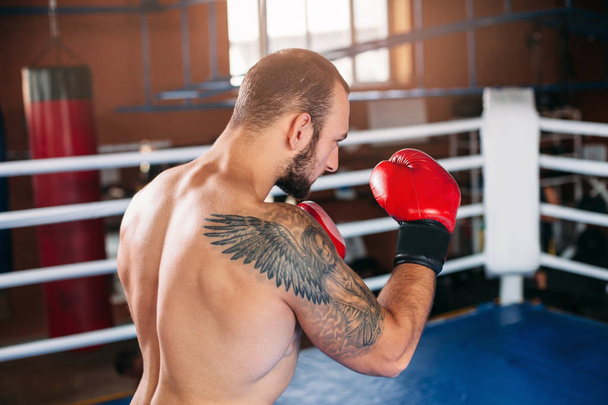 Boxer taking stand on training - Photo, Image