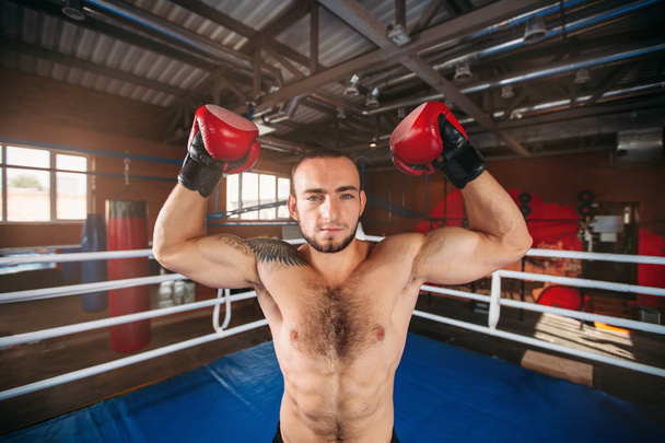 Boxer montrant les muscles - Photo, image