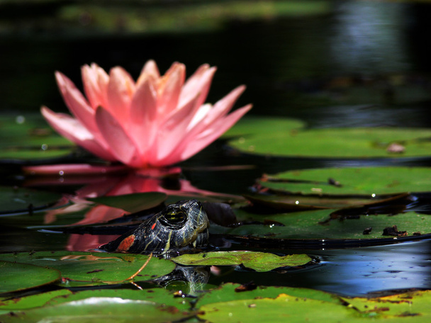 Kilpikonna ja Waterlily 1
 - Valokuva, kuva