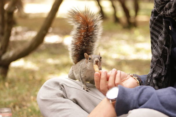 Orava syö pähkinöitä ihmisen kädestä
 - Valokuva, kuva