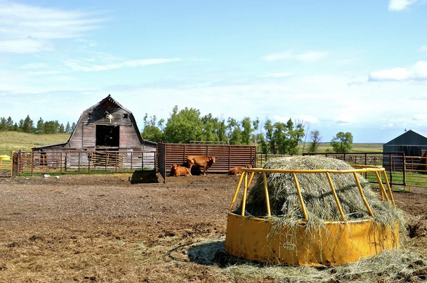 Hay podavač, ohrady s hovězí zvířata a staré stodoly - Fotografie, Obrázek