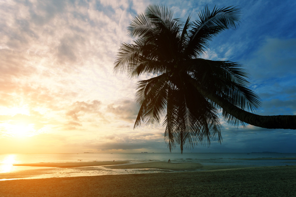 Silhouet coconut palm tree op het strand - Foto, afbeelding