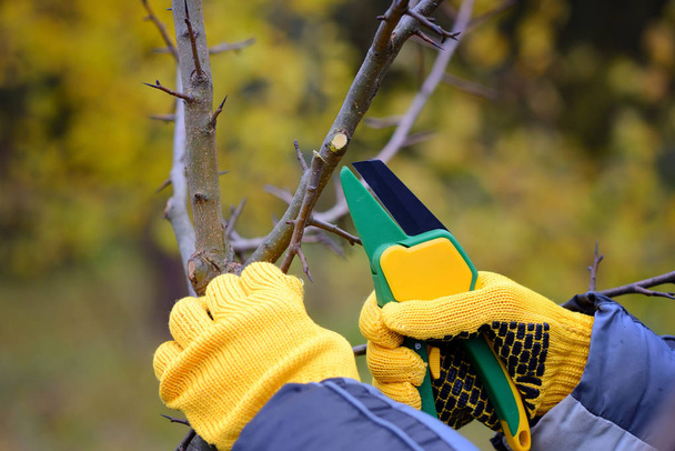Mãos com luvas de jardineiro fazendo trabalhos de manutenção, poda de árvores no outono
 - Foto, Imagem