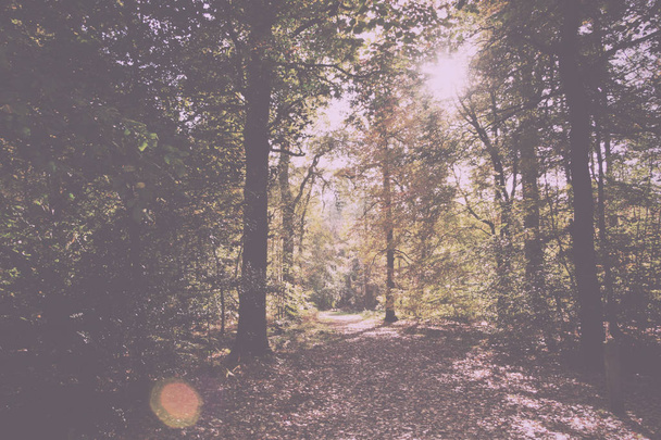 Woodland σκηνή με κίτρινο και καφέ φθινόπωρο φύλλα ρετρό παλιάς χρονολογίας - Φωτογραφία, εικόνα