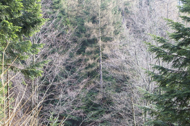 Tekstuuri - männyn ja muiden puiden oksat
  - Valokuva, kuva