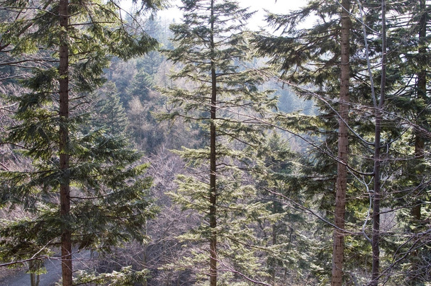 Textura - ramas de pino y otros árboles
  - Foto, Imagen