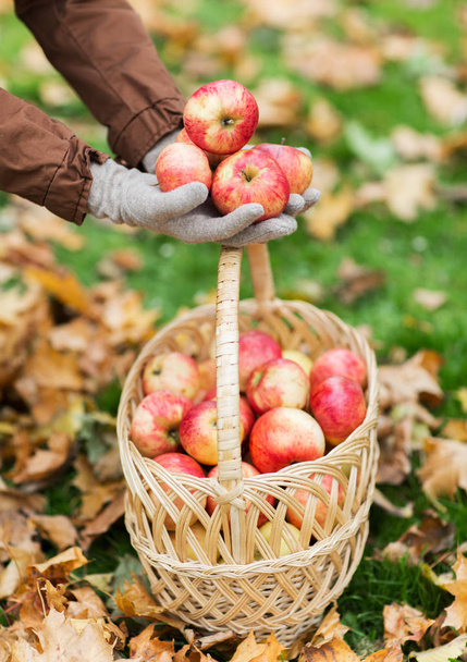 woman with basket of apples at autumn garden - Foto, Imagen