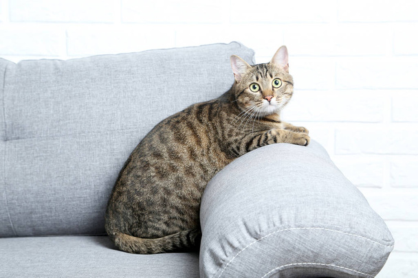 Beautiful cat on the grey sofa - Foto, Imagen