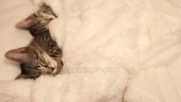Kittens in slaap verscholen in een witte deken - Video